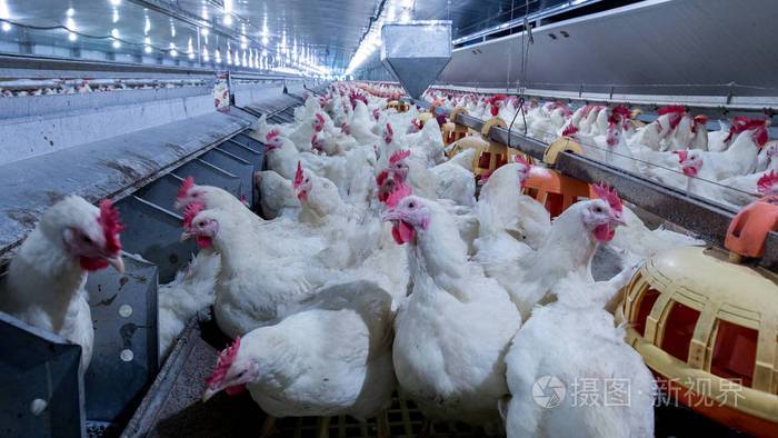 家禽養殖場和雞肉以養殖肉白雞為目的的養殖住宅活雞肉和雞蛋生產在一