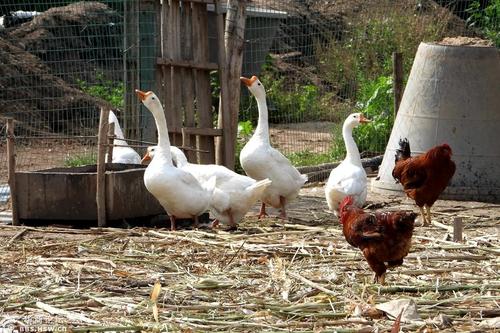農民房前屋后的家禽飼養(yǎng)場!