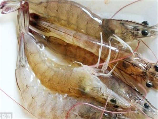 價格透明 隨州活蝦批發