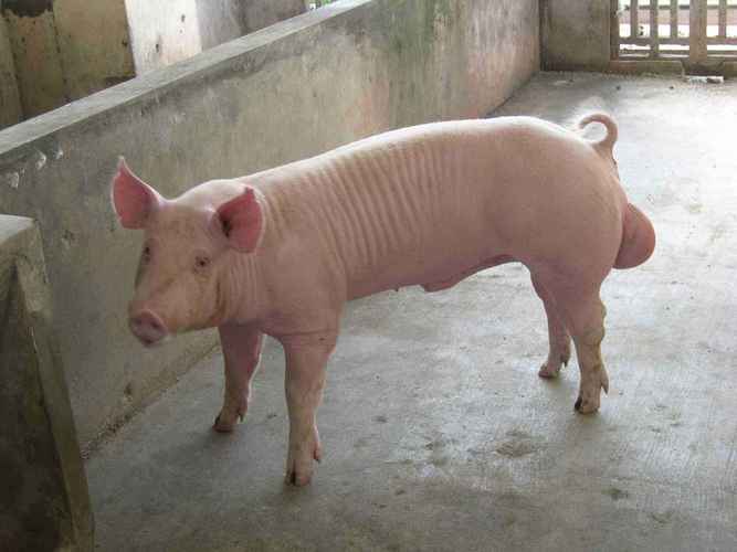 大白公豬_產品中心_保定市騰越畜禽飼養