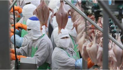 越南著力加大禽類產品出口力度