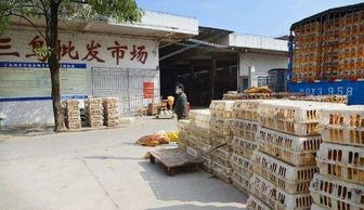 12月,家禽 菜籃子 讓你放開吃肉 11月產銷情況
