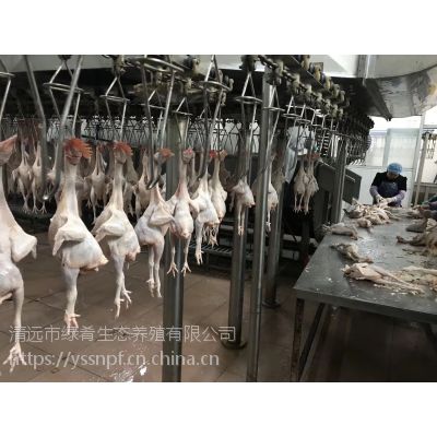 廣東廣州 三黃雞 矮腳王麻黃 光雞 批發送貨上門 供應酒店餐廳食堂價格 中國供應商