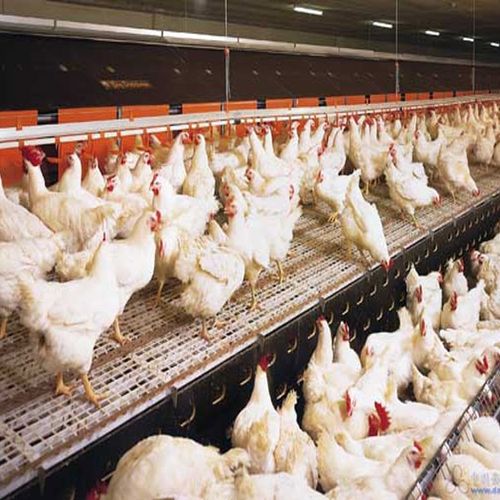 養殖業—家禽 - 養殖業 - 誠信產品 - 中國領先的誠信電商交易平臺