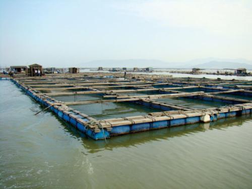 水產養(yǎng)殖批發(fā)價格,水產養(yǎng)殖批發(fā)電話,水產養(yǎng)殖批發(fā)廠家