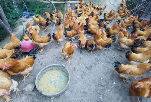 家禽養殖業市場低迷不賺錢,運用部分發酵飼料扭虧為盈