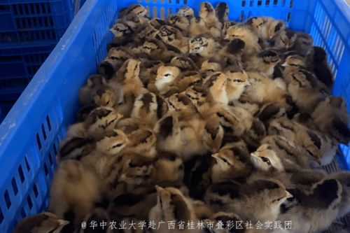 2020 牧醫行記 探尋利源家禽養殖之 臻香雞的鮮肉之旅