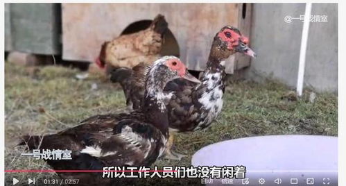 美英法使館逃離阿富汗,中國(guó)大使館在干什么 種菜,養(yǎng)家禽