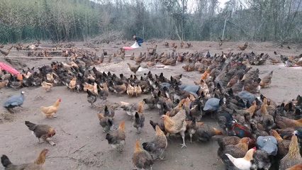 農村養殖土雞,100斤玉米一分鐘搶完,網友:山都要吃垮