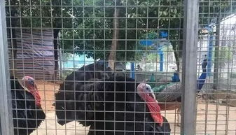 還有這種操作 撫州一動物園養家禽 還要收取每人20元的門票