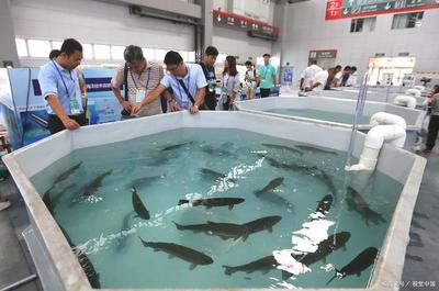 廣東茂名羅非魚工廠化循環水養殖示范基地,項目占地73332平方米