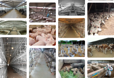 養殖場1袋22元的高效持久生物除臭消毒劑解決臭味氨氣等問題,效果比10瓶1公斤的生物除臭劑效果可能更好,但成本不到三分之一