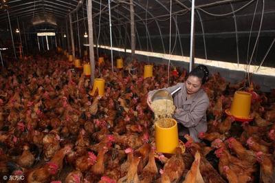 養殖常識:玉米是怎樣直接影響蛋雞生產性能的?