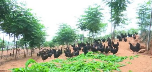 優秀!我市乳源瑤鄉大米、南雄牛肉干和南雄五黑雞3個產品入選2022年首批全國名特優新農產品名錄
