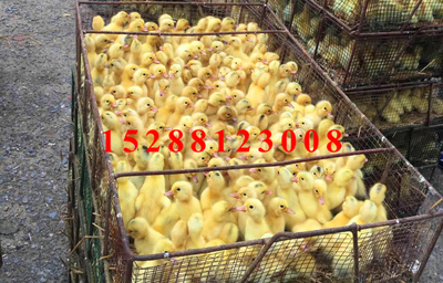 金定鴨苗飼養要多注意觀察及時跟進進行鴨苗分群_家禽_農業 - 嘻嘻哈哈分類信息