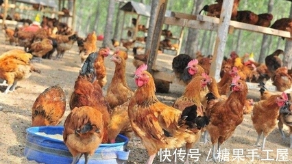 2022年家禽養殖最大的變數或不是家禽行情,而是豆粕價格