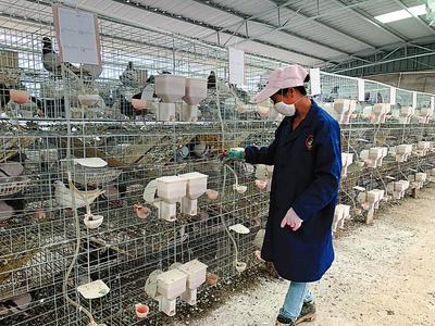 疫情之下,家禽養殖戶如何渡過難關?增加宰殺生產線 電商平臺配送到家