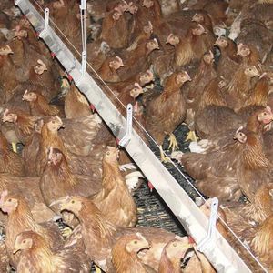 Choretime品牌展臺(tái)_畜牧養(yǎng)殖業(yè) - _AgriExpo