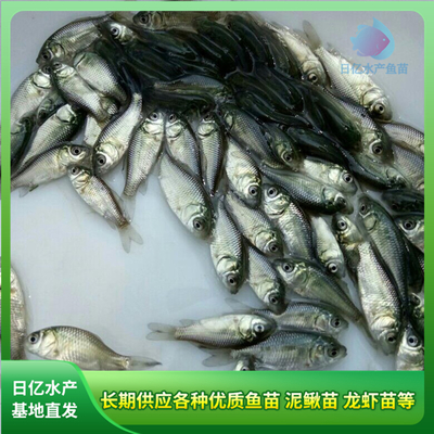 產(chǎn)品圖片_廣州市花都區(qū)赤坭日億水產(chǎn)魚苗養(yǎng)殖場(chǎng)