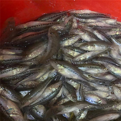 大嘴鱸魚苗高密度養(yǎng)殖場(chǎng) 3-6公分加州鱸出售 優(yōu)鱸3號(hào)水產(chǎn)種苗