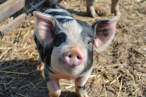 家豬飼養家禽家畜圖片 攝影圖 下載至來源處