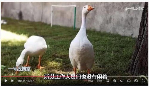 美英法使館逃離阿富汗,中國大使館在干什么 種菜,養家禽
