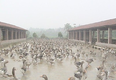 鵝養殖基地圖片