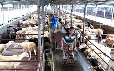 回歸田園,養殖致富--探索家鄉特色產業的創業機會