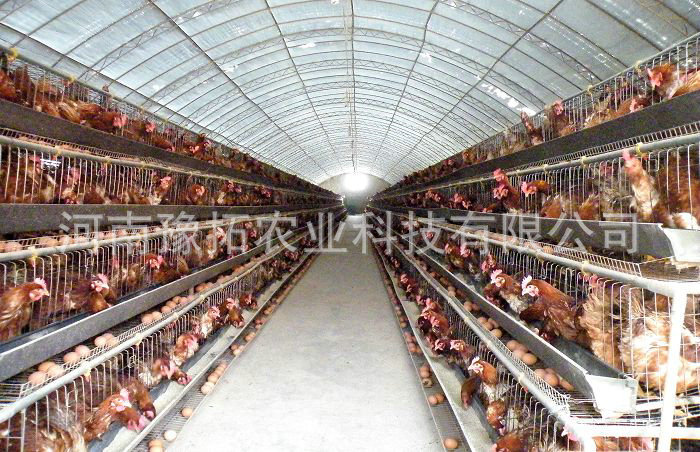 長期供應 家禽養殖大棚 雞鴨養殖溫室大棚