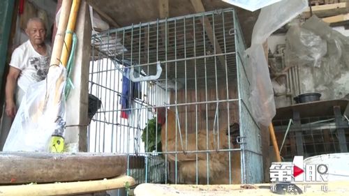居民樓頂養家禽,濃烈臭味讓人難以忍受