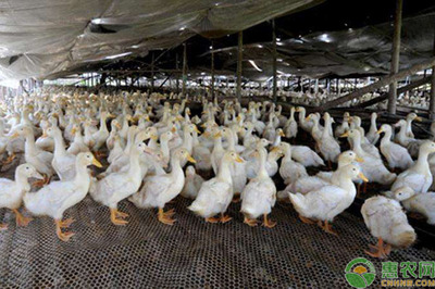 怎樣提高肉鴨養殖效益?這八個飼養管理要注意了!