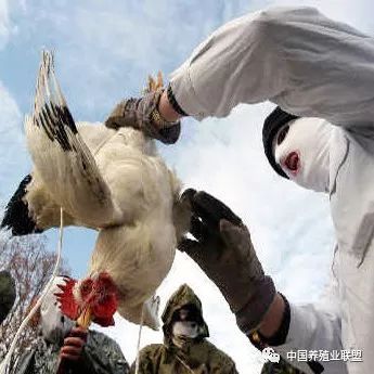 2018年全球家禽產業十大關鍵詞