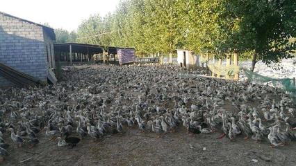池州肉鴨苗 農家肉鴨鴨苗 孵化場直銷 家禽養殖 池州鴨苗