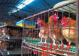 廣東 家禽產銷者夢碎h7n9 養殖場的雞價跌至成本價以下
