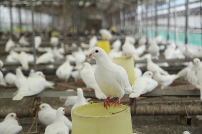 2022年肉鴿養殖前景如何