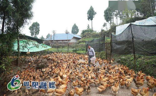 落實區委全會精神,各地夯實農業產業園區化基礎