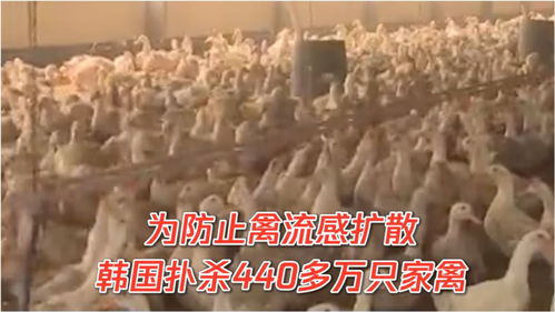 警惕禽流感擴散,韓國撲殺440多萬只家禽 醫生 預防禽流感,這幾點牢記