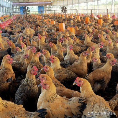 家禽養殖業市場低迷不賺錢,運用部分發酵飼料扭虧為盈