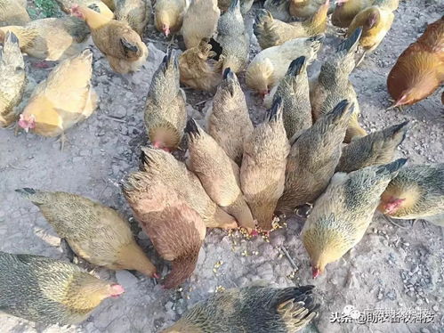 家禽養(yǎng)殖在中后期采用放養(yǎng)與部分發(fā)酵飼料能夠改善肉質(zhì)獲得更好效益