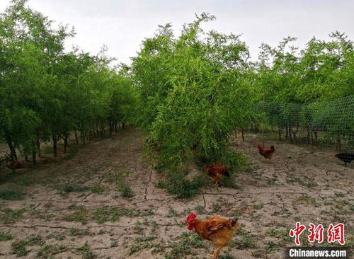 家禽養(yǎng)殖產(chǎn)學(xué)研一體化項(xiàng)目 新疆兵團(tuán)民眾增收新支點(diǎn)