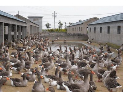 【供應湖北鵝苗價格孝感鵝苗價格黃石鵝苗價格宜昌鵝苗價格圖片】供應湖北鵝苗價格孝感鵝苗價格黃石鵝苗價格宜昌鵝苗價格 - 創新家禽孵化場