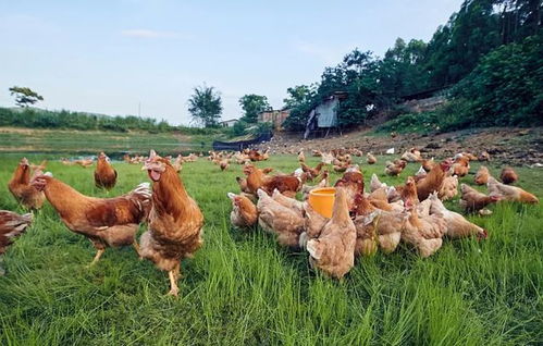 人類為什么吃食草動物的肉,卻不怎么吃食肉動物的肉 看完漲知識