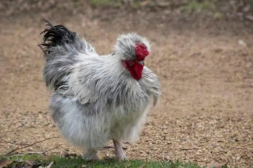 全面禁止食用野生動物,特種養(yǎng)殖何去何從