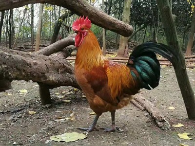 重慶天府麻雞苗價(jià)格青腳肉雞苗大種雜交青腳肉雞苗