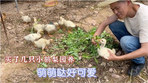 100塊買點鵝放梨園養(yǎng),養(yǎng)鵝不費糧還能看園子,多養(yǎng)點能賺錢么