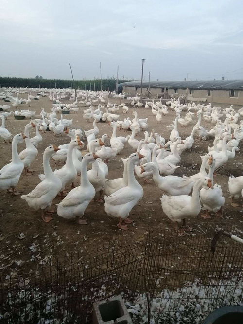 鵝的頑固性拉稀主要表現是什么 家禽下痢的原因