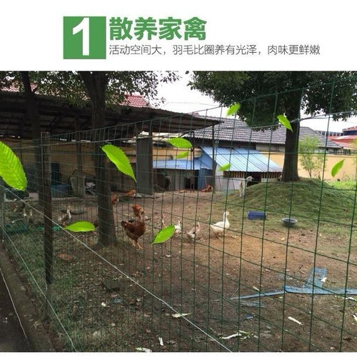 鑫華養殖圍欄護欄家禽圍網小孔鐵絲網養雞防護格柵柵欄籬笆圍欄