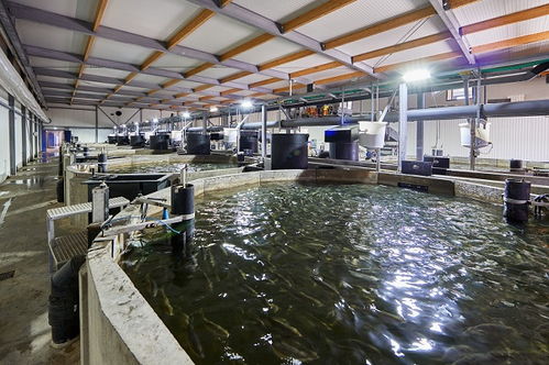 昕諾飛助力kingfish公司向環境友好型水產養殖企業加速轉型