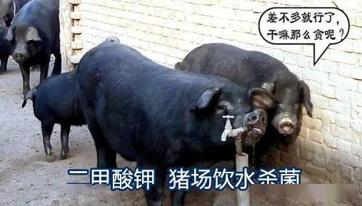 看到家禽養殖二甲酸鉀飲水酸化殺菌的益處,豬場安耐不住了