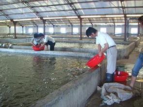 水產養殖病蟲害防治新解